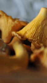 https://www.maggi.ro/sites/default/files/styles/search_result_153_272/public/article_images/SEM_Mushrooms.JPG?itok=-88Rb1gY